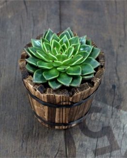 ahsap-fici-saksi-a2b4