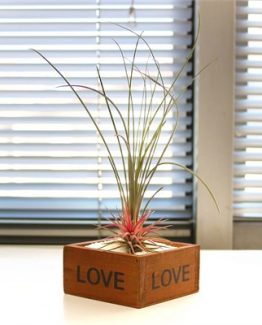 ahsap-saksi-airplant-seti-2-f13b
