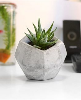 elmas-beton-saksi-amp-sukulent-hediyeli-b1e3