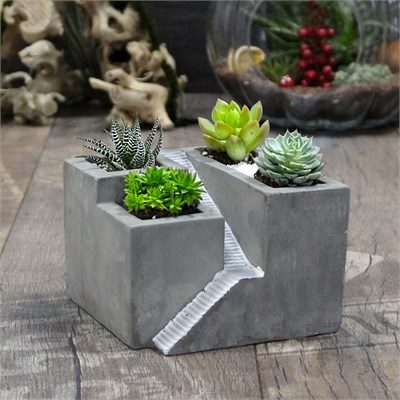 ev-beton-saksi-4-adet-sukulent-a9e5