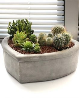 kalpli-sukulent-amp-kaktus-bahcesi-2d7a